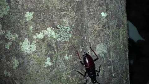Forest cockroach, Malaysia Stock Footage 135717300