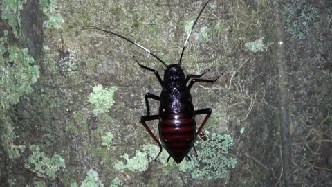 Forest cockroach, Malaysia Video stock 135717375