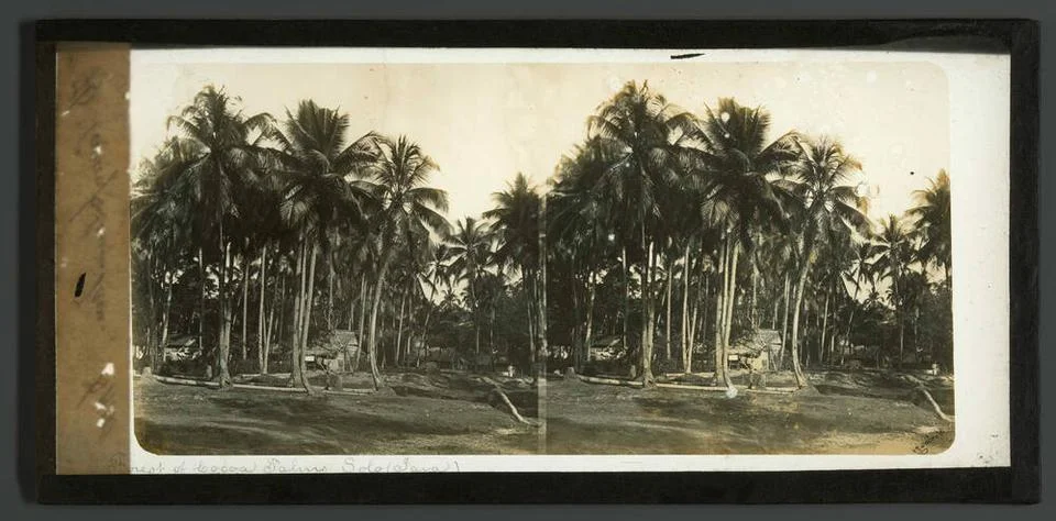 Forest of Cocoa Palms Solo (Java).. Copyright: xpiemagsx rikmpie02032021-3... Stock Photos