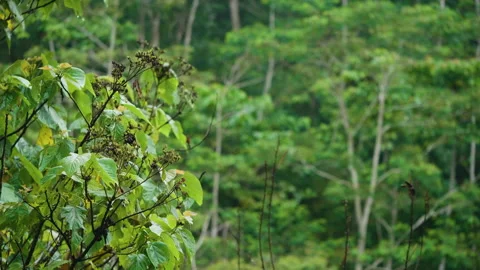 Forest Coffee Flowers, Bali Stock Footage 147267712