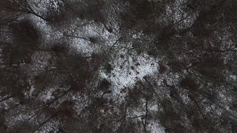 A forest on a cold winter day Stock Footage 301902108