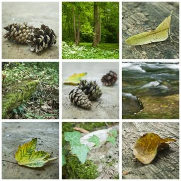 Forest collage Stock Photos