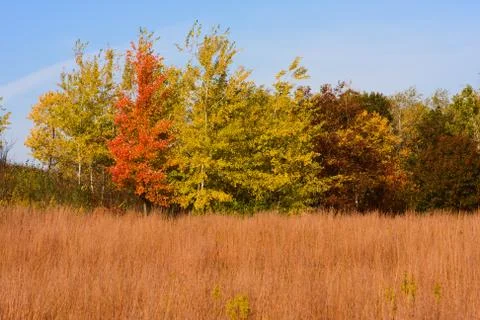 Forest colors in the fall in hdr Stock Photos