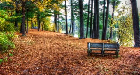 Forest colors in the fall in hdr Stock Photos