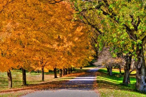 Forest colors in the fall in hdr Stock Photos