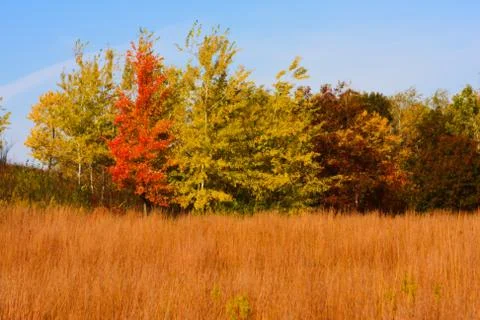 Forest colors in the fall in hdr Stock Photos