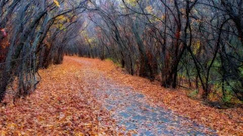 Forest Colors in the Fall in hdr Stock Photos