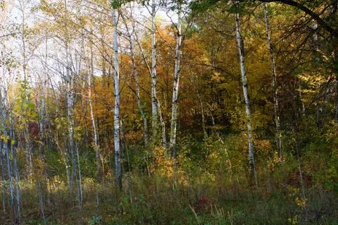 Forest colors in the fall Stock Photos