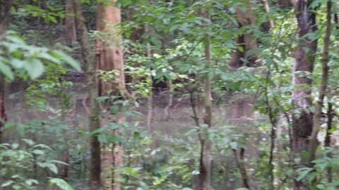 The forest is completely drowned by heavy rain in the rainy season Stock Footage 314571840