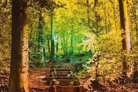 Forest With Concrete Steps Stock-Fotos