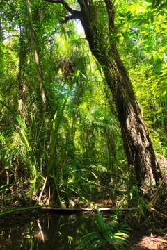 Forest condition in the area is quite flat with a lot of moisture. Stock Photos