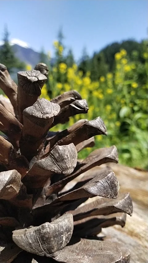 Forest cone mountain Vidéo 239299024