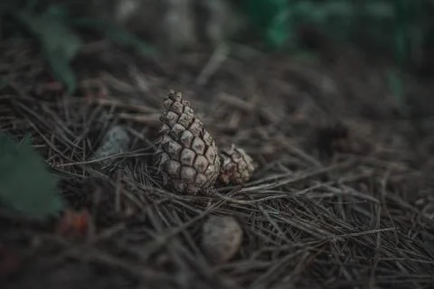 Forest cones in the forest Stock Photos