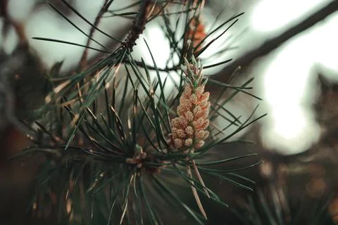 Forest cones in the forest Stock Photos