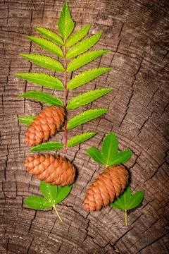 Forest cones on the old stump Stock Photos
