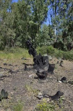 Forest conflagration Foto stock