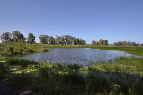 Forest conflagration Stock Photos