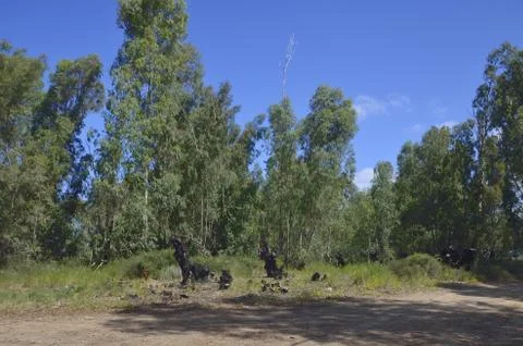 Forest conflagration Stock Photos