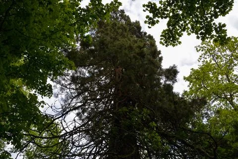 Forest coniferous tree with a thick trunk with twisted branches with leaves Stock Photos