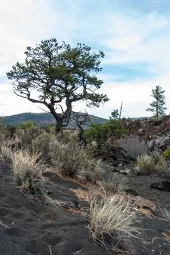 Forest of coniferous trees and pine trees on lava volcanic mountains of bla.. Stock Photos