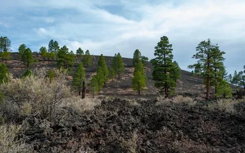 Forest of coniferous trees and pine trees on lava volcanic mountains of bla.. Фото