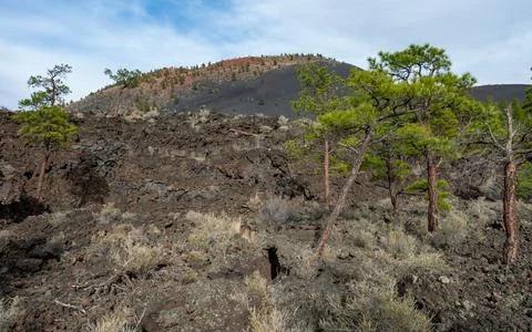 Forest of coniferous trees and pine trees on lava volcanic mountains of bla.. Фото