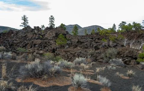 Forest of coniferous trees and pine trees on lava volcanic mountains of bla.. Foto stock