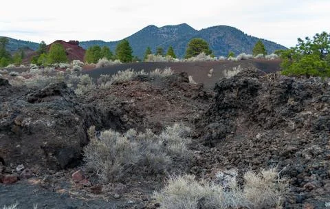 Forest of coniferous trees and pine trees on lava volcanic mountains of bla.. Stock Photos