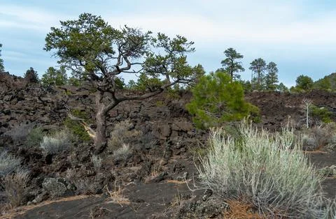 Forest of coniferous trees and pine trees on lava volcanic mountains of bla.. Foto stock