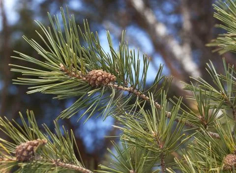 Forest of coniferous trees Stock Photos