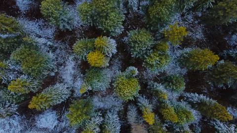 Forest of coniferous trees top view covered with snow Stock Photos