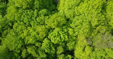 Forest of conifers and deciduous. top of trees. green. nature. Clean Air. Stock Footage 75827129