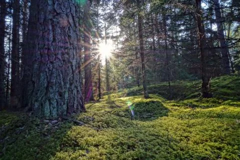 Forest conifers sun beam rays through trees low moss green colors Stock Photos
