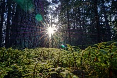 Forest conifers sun beam rays through trees low moss green colors Stock Photos