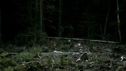 Forest Consequences of the Hurricane Video stock 76334592