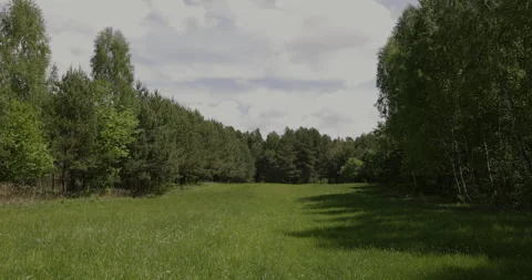 Forest copse, spring day, 4K Stock Footage 244388150