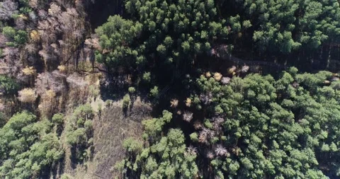 Forest from copter Stock Footage 270072663