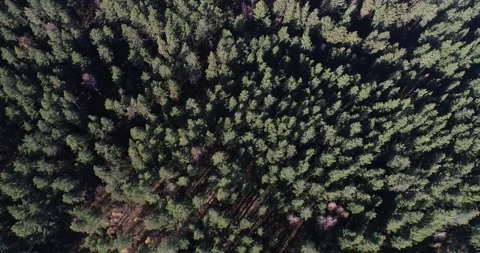 Forest from copter Stock Footage 270073400
