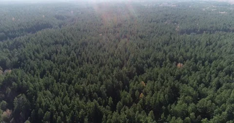 Forest from a copter, green trees, spruce, sunny day Stock Footage 270072618