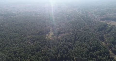 Forest from a copter, green trees, spruce, sunny day Stock Footage 270073103