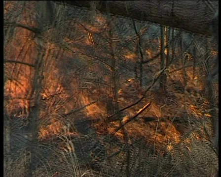 Forest cover in the fire Vídeo Stock 1013808