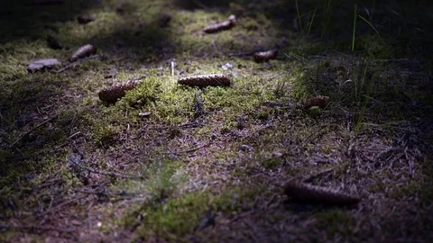Forest cover. Thicket. Rays of light through trees. Nida. Lithuania Vídeo Stock 77204077