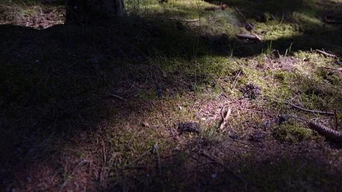 Forest cover. Thicket. Rays of light through trees. Nida. Lithuania Vídeo Stock 77204078