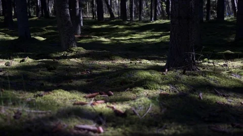 Forest cover. Thicket. Rays of light through trees. Nida. Lithuania Vídeo Stock 77204079