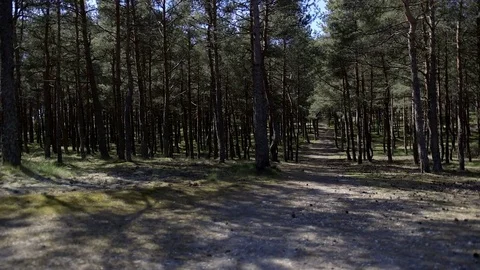 Forest cover. Thicket. Rays of light through trees. Nida. Lithuania Vídeo Stock 77205183