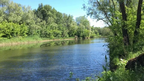 Forest-covered banks of the forest river with ripples. Stock Footage 109435083