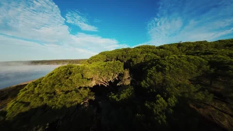 Forest-covered cliff overlooks misty sea under clear sky Stock Footage 340904287