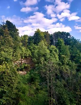 Forest Covered Cliff Stock Photos