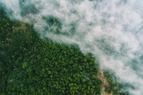 Forest covered by clouds from the air. Stock Photos