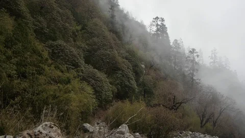 Forest covered in fog 動画素材 78619870